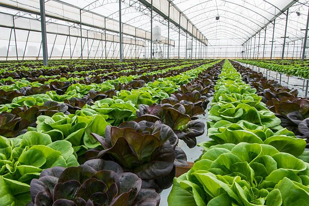 Mauritius NFT Hydroponics Course