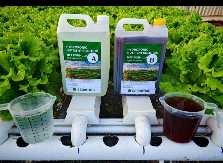 Solution A B Hydroponics(Highly Concentrate)