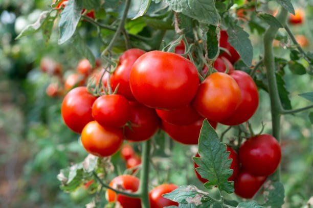 Mauritius Hydroponic Tomato Production Course
