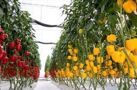Mauritius Bell Pepper Hydroponics Course