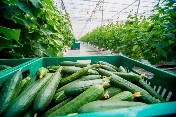 Mauritius Cucumber Hydroponics Course