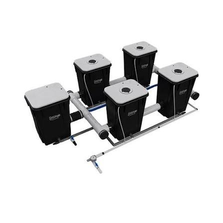 Deep water culture Hydroponics